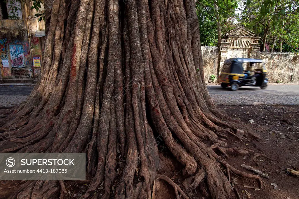 Fig tree trunk Cochin Kerala India