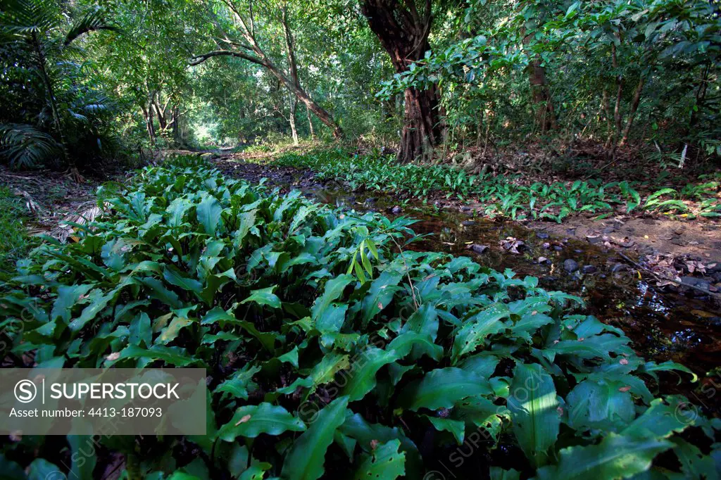 Lowland forest Thattekad Bird Sanctuary Kerala India