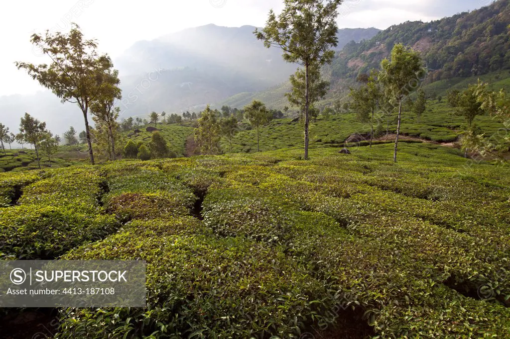 Plantation Tea Tree Kerala India