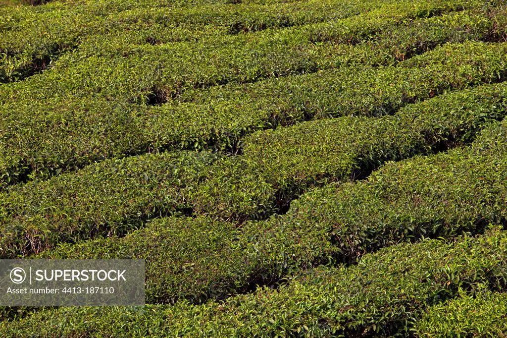 Plantation Tea Tree Kerala India