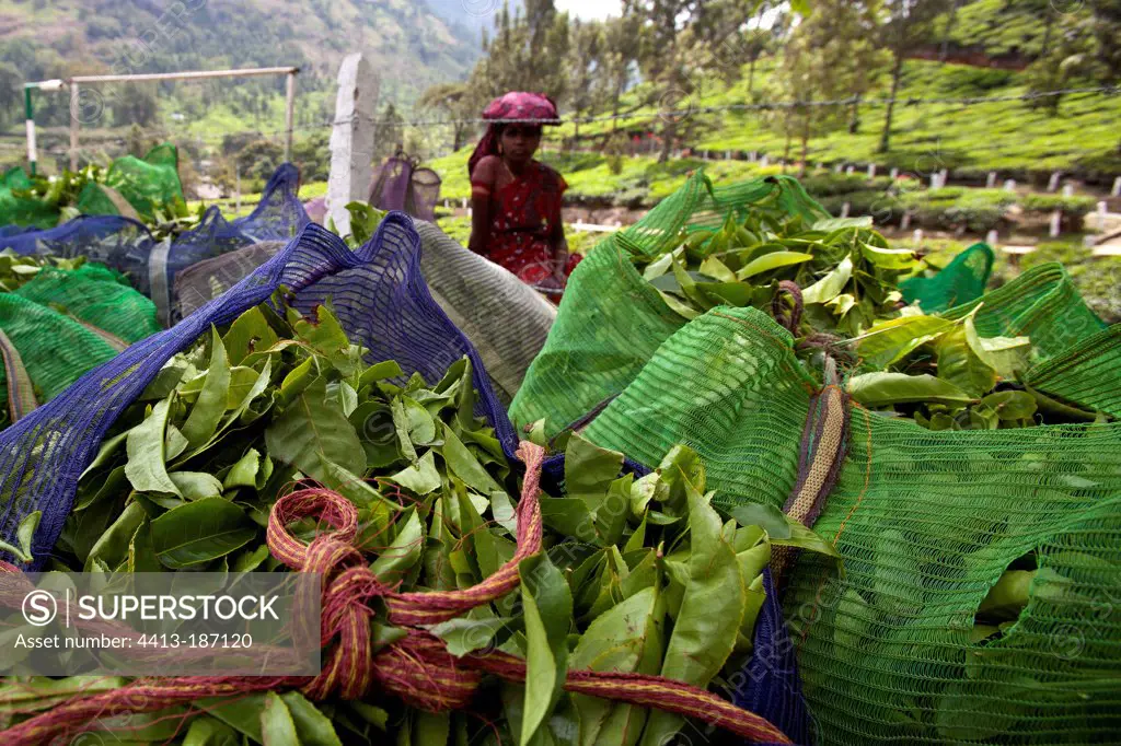 Tea pickers and bags of leaves Kerala India