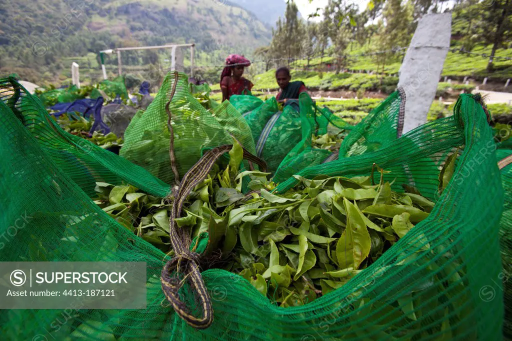 Tea pickers and bags of leaves Kerala India