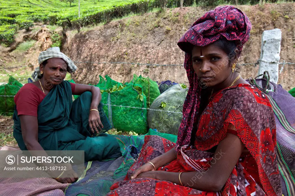 Tea pickers and bags of leaves Kerala India