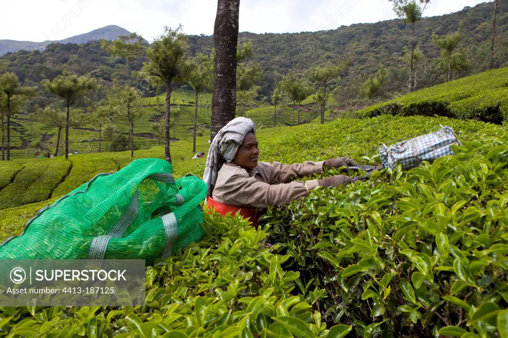 Tea picker and bag of leaves Kerala India