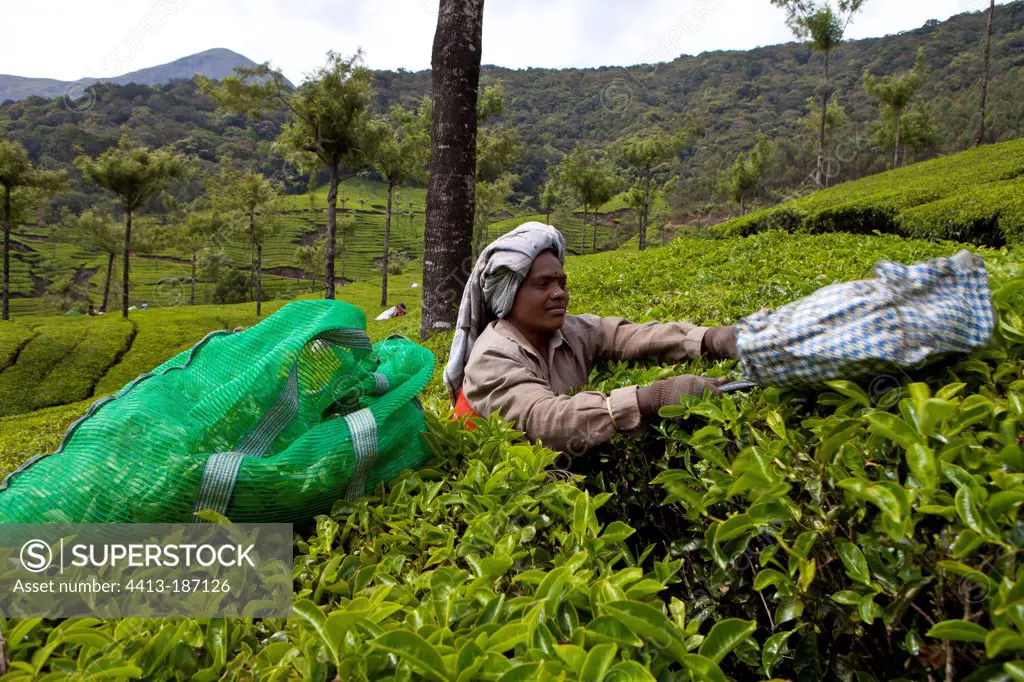Tea picker and bag of leaves Kerala India