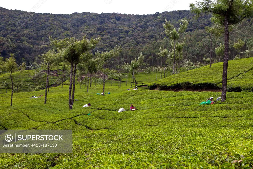Tea pickers on a plantation Kerala India