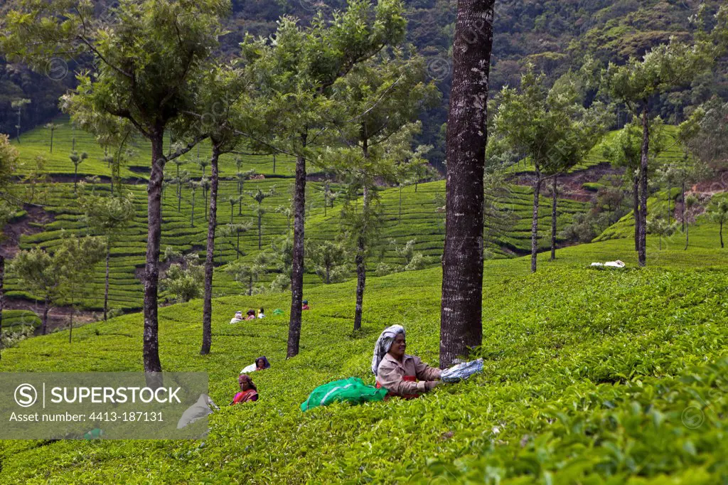 Tea pickers on a plantation Kerala India
