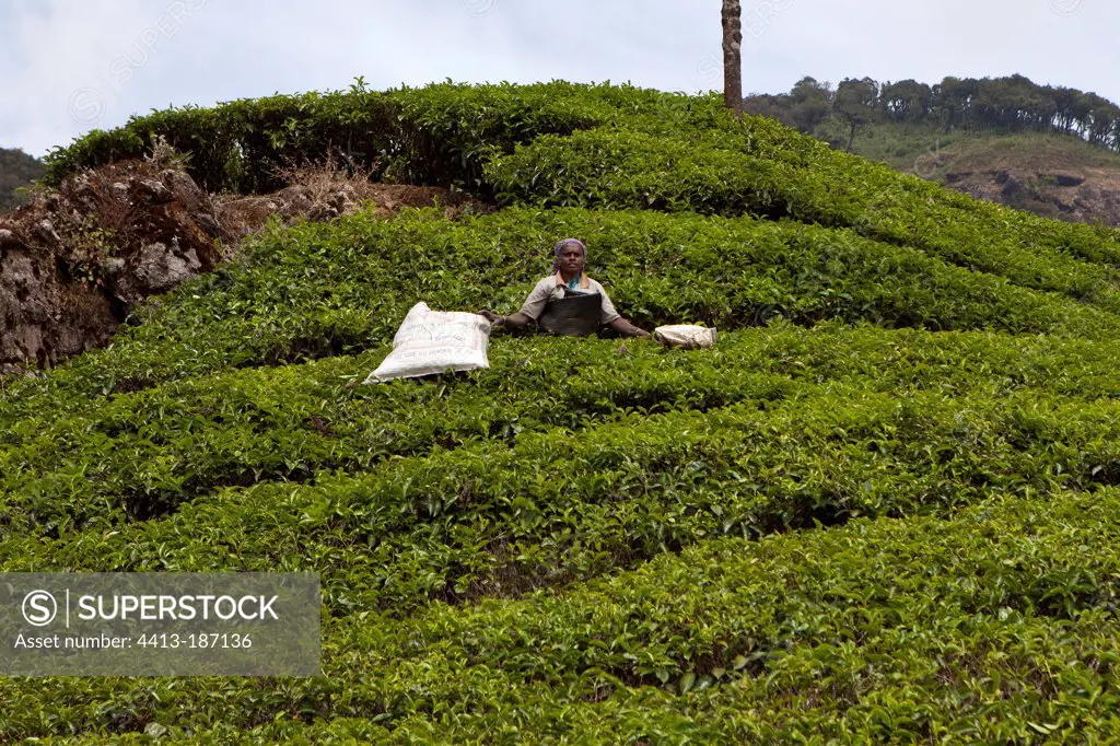 Tea picker on a plantation Kerala India
