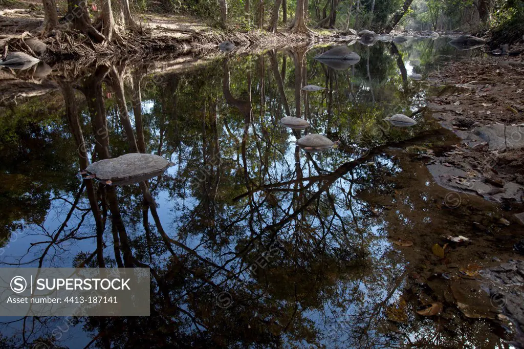 River in undergrowth Chinnar Wildlife Sanctuary Kerala India