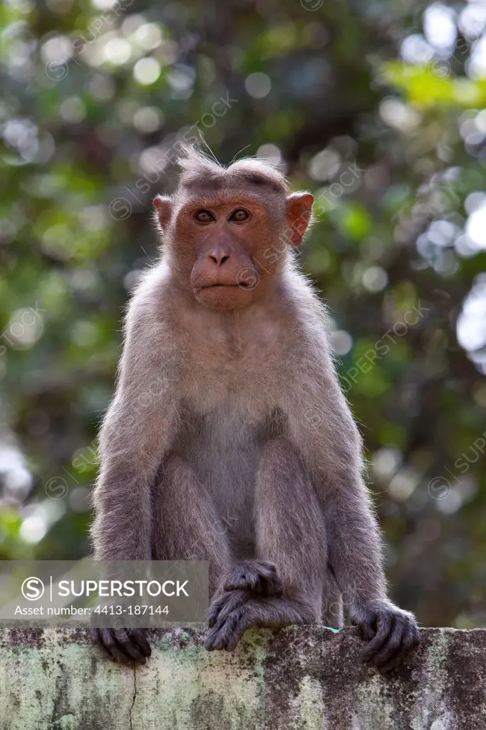 Bonnet macaque sitting on a wall Kerala India