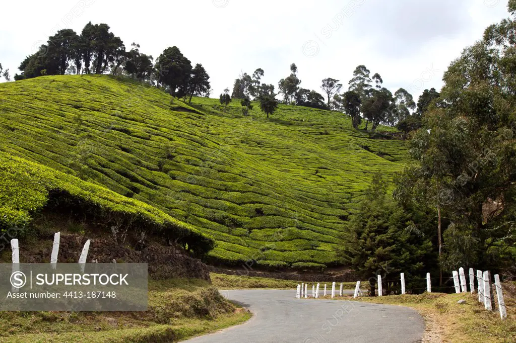 Road in Tea Tree plantations Kerala India