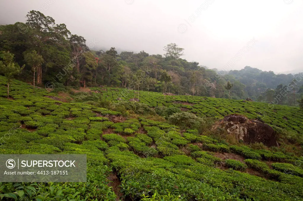 Tea Tree plantation Kerala India