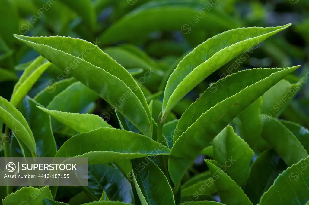 Tea leaves Kerala India