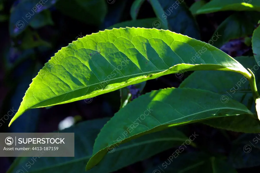 Tea leaves Kerala India