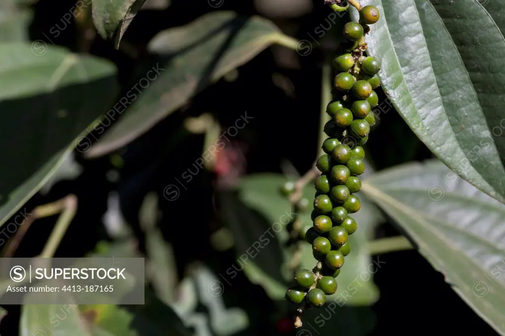 Cluster of berries are still green Pepper Kerala India