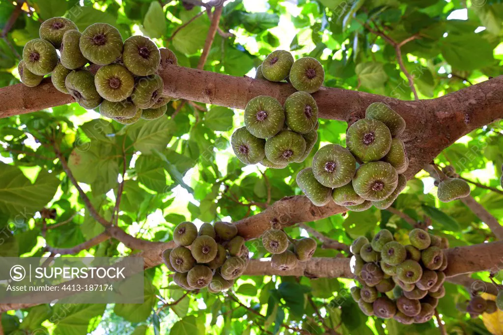 Figs branch Periyar Wildlife Sanctuary Kerala India