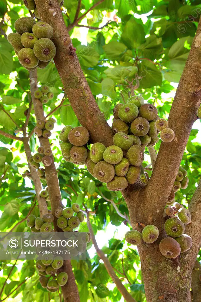 Figs branch Periyar Wildlife Sanctuary Kerala India