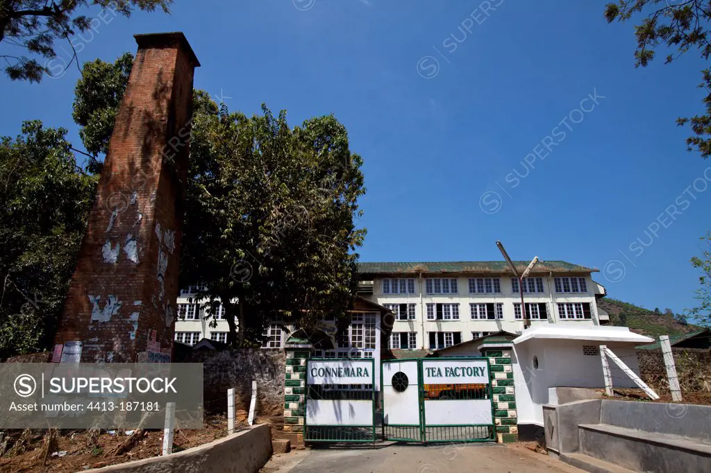Tea factory in Kerala India