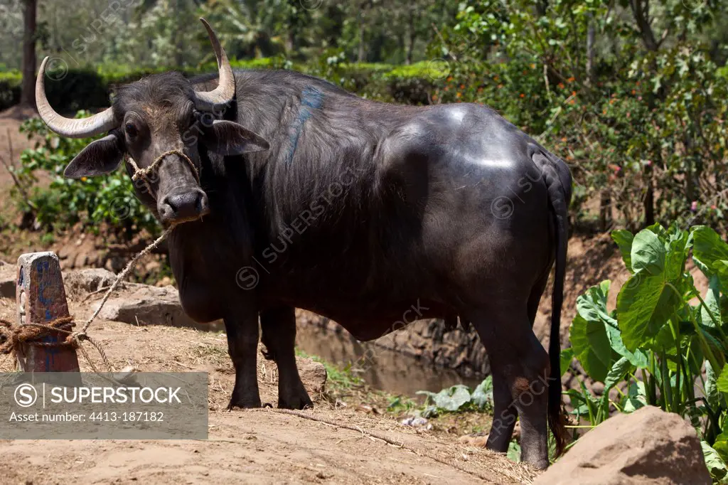 Water buffalo tied to a pole Kerala India