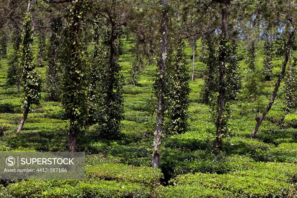 Tea Garden plantation and pepper Kerala India