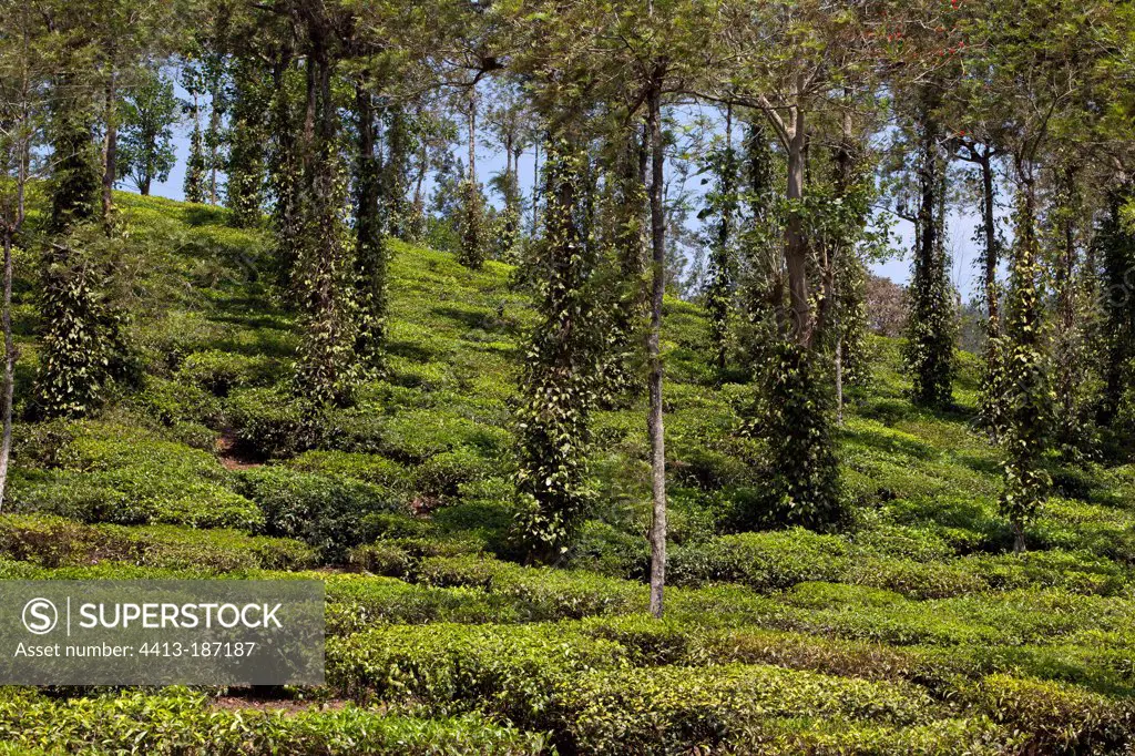 Tea Garden plantation and pepper Kerala India
