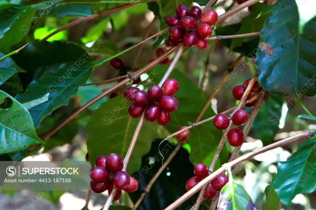 Arabica coffee tree ripe berries of Kerala India