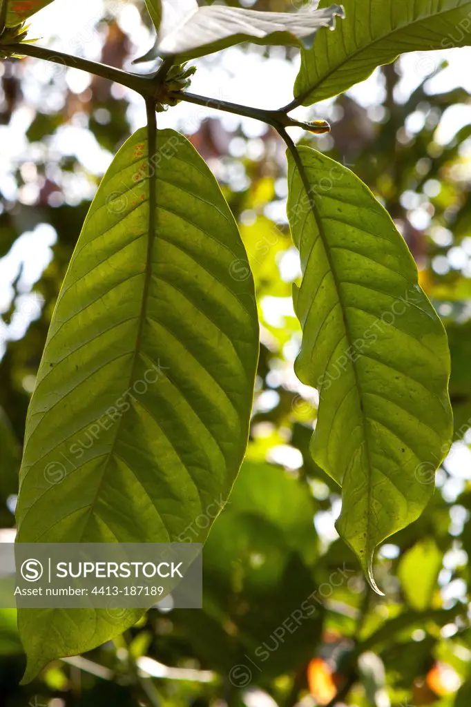 Arabica coffee tree leaves Kerala India