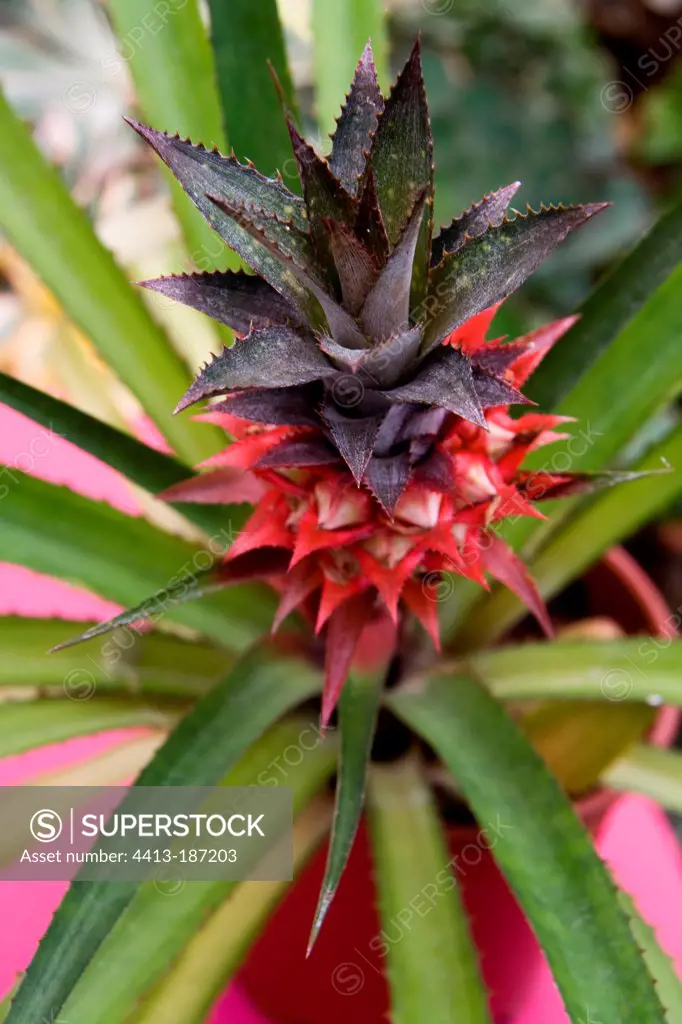 Pinapple 'Esmeralda' in bloom in garden