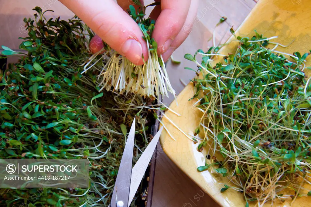 Harvesti of alfalfa sprouted in a tray