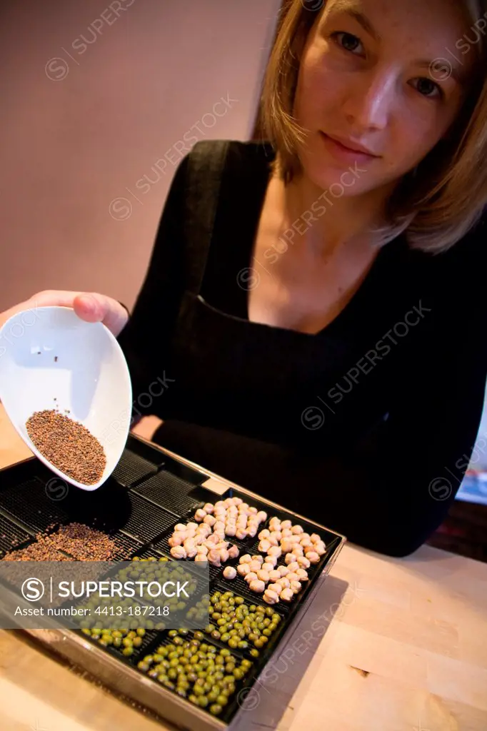 Sowing of seeds in a sprouting tray