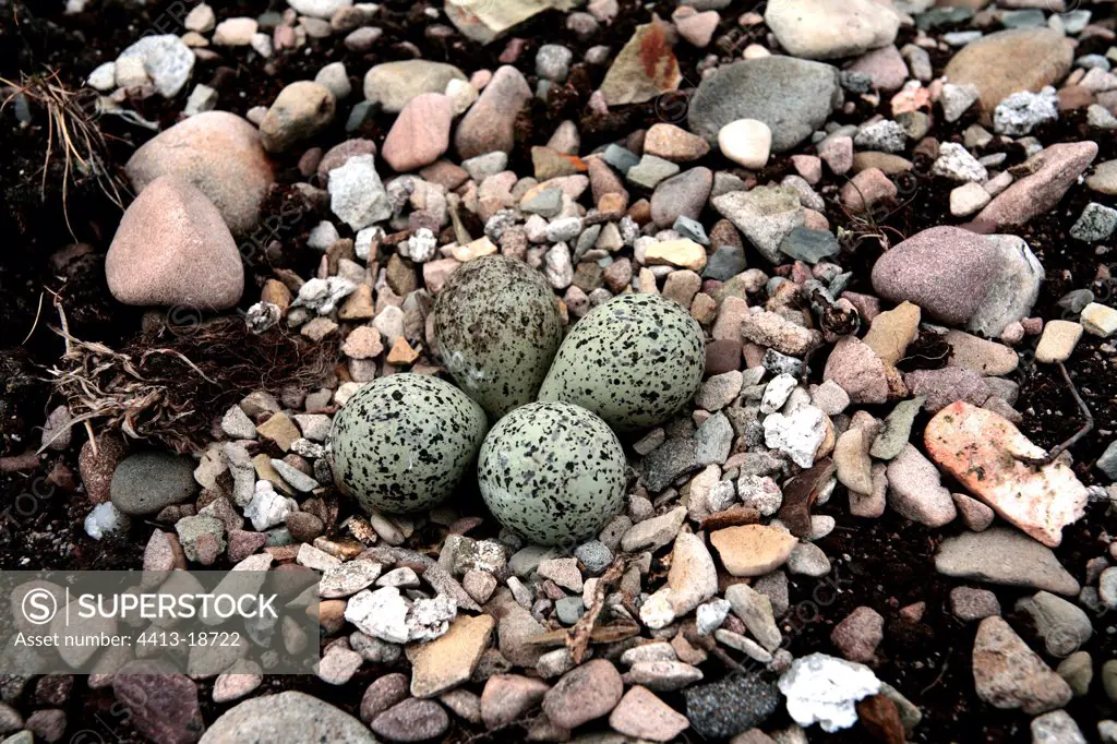 Eggs of Common Ringed Plover Peninsula of Varanger Norway