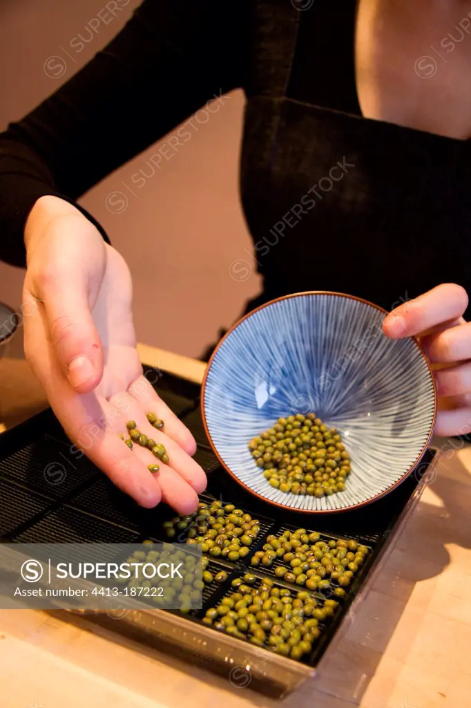 Sowing of soy bean seeds in a sprouting tray