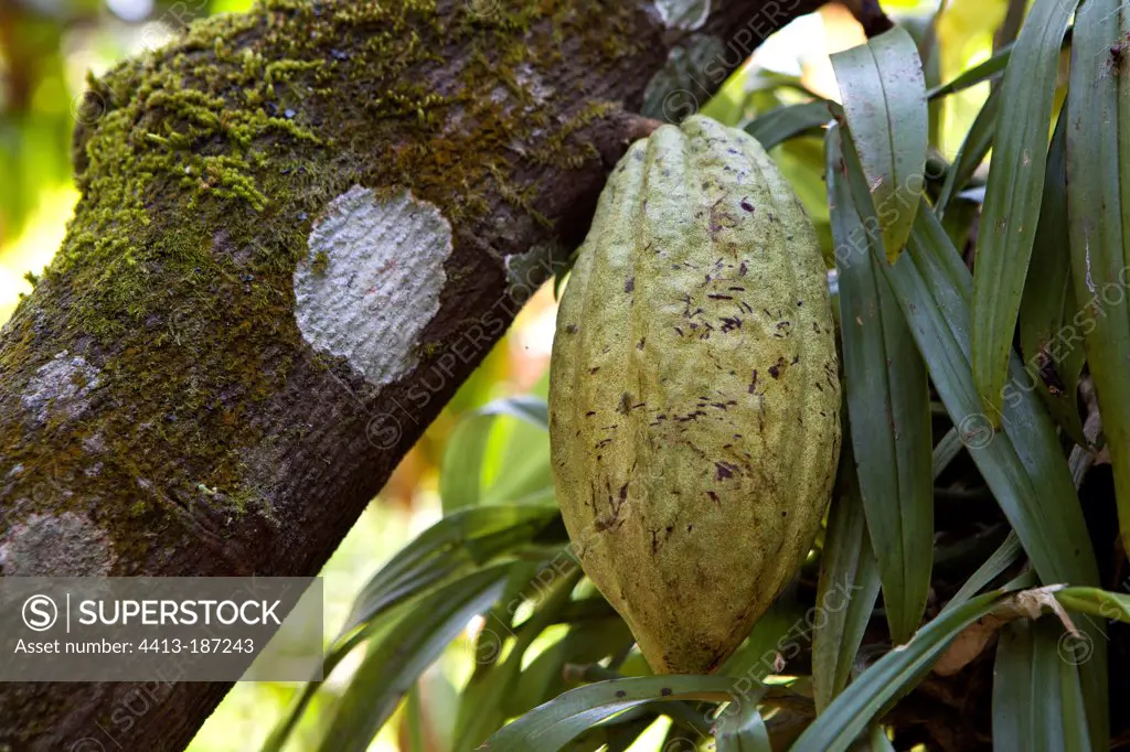 Cocoa pods on branch Kerala India