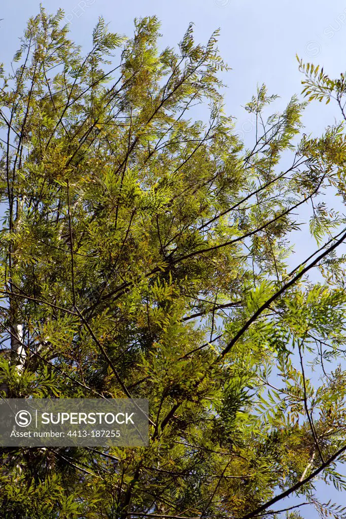 Silk Oak Kerala India