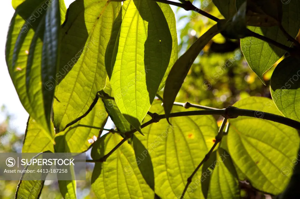 Pepper leaves of Kerala India