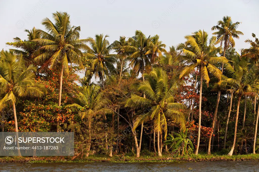 Edge Coconuts plantation Kerala India