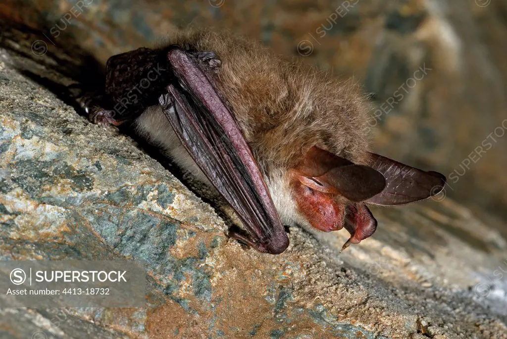 Bechstein' bat hibernating in an old mine France