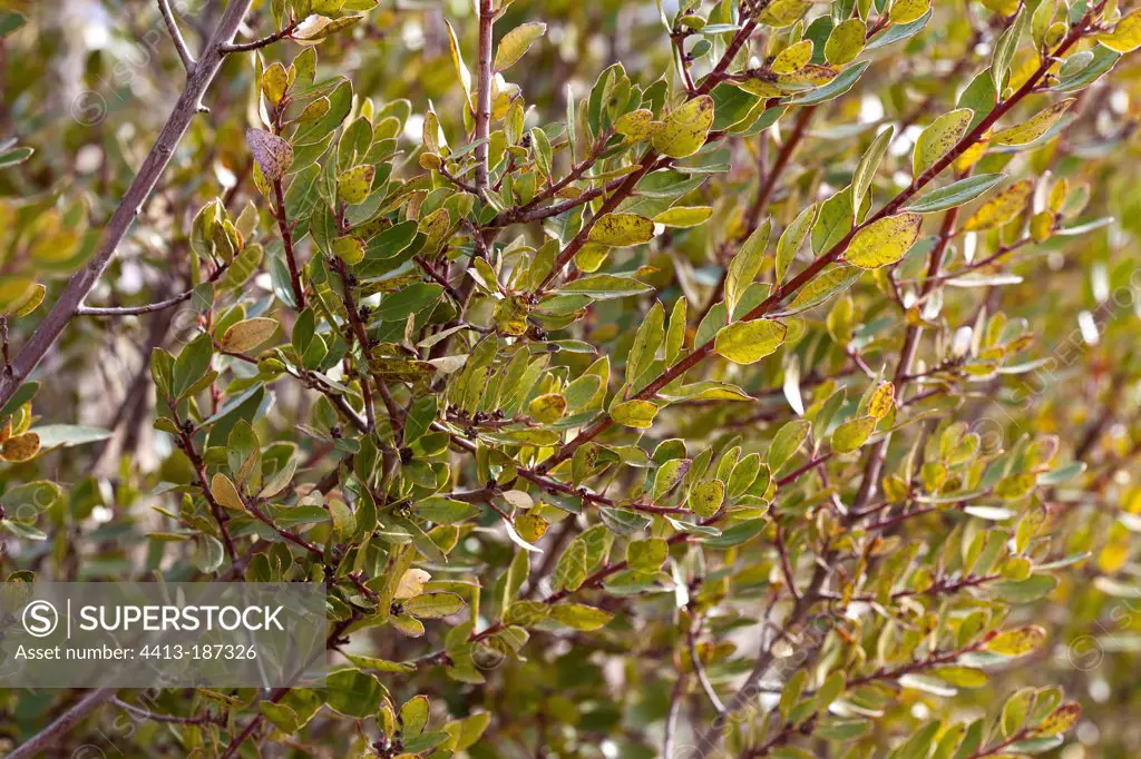 Buckthorn foliage Provence France