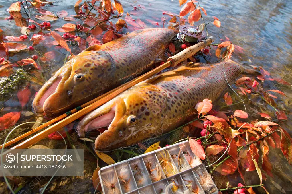 Males wild brown trout and fly box France