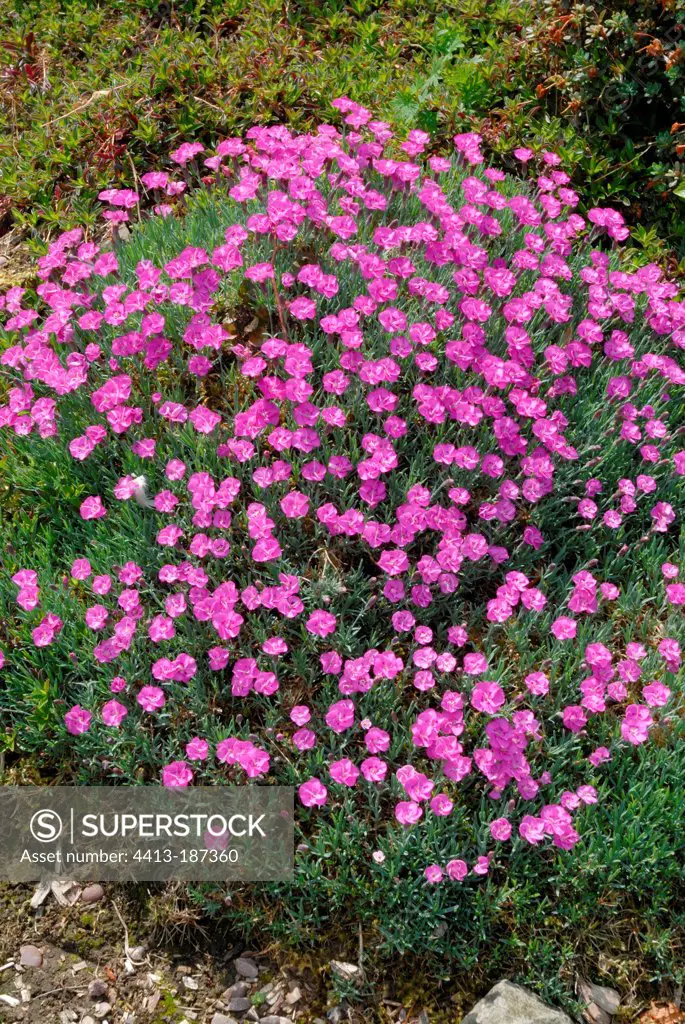Cheddar pink in bloom in a garden