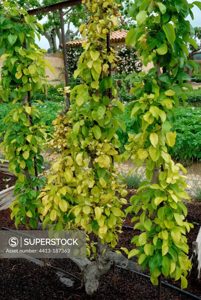 Pear tree affected by chlorosis in a garden
