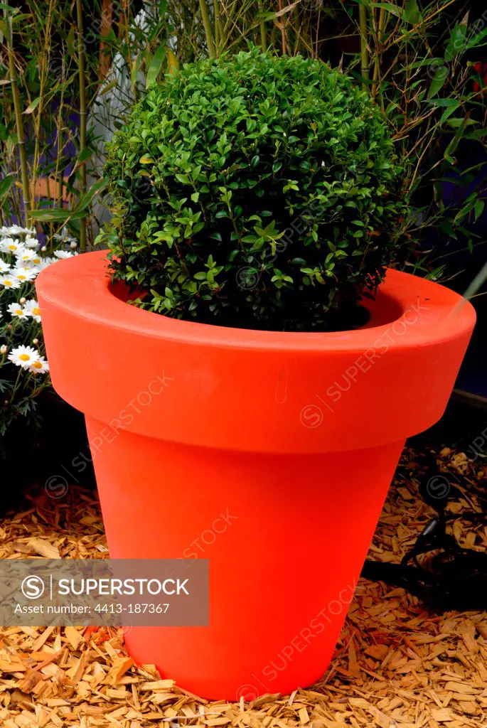 Common box in a lightening pot in a garden