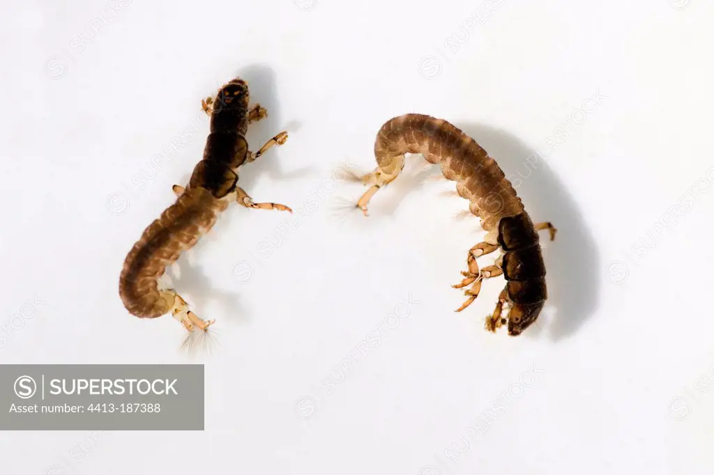 Trichoptera larvae without sleeve on white background