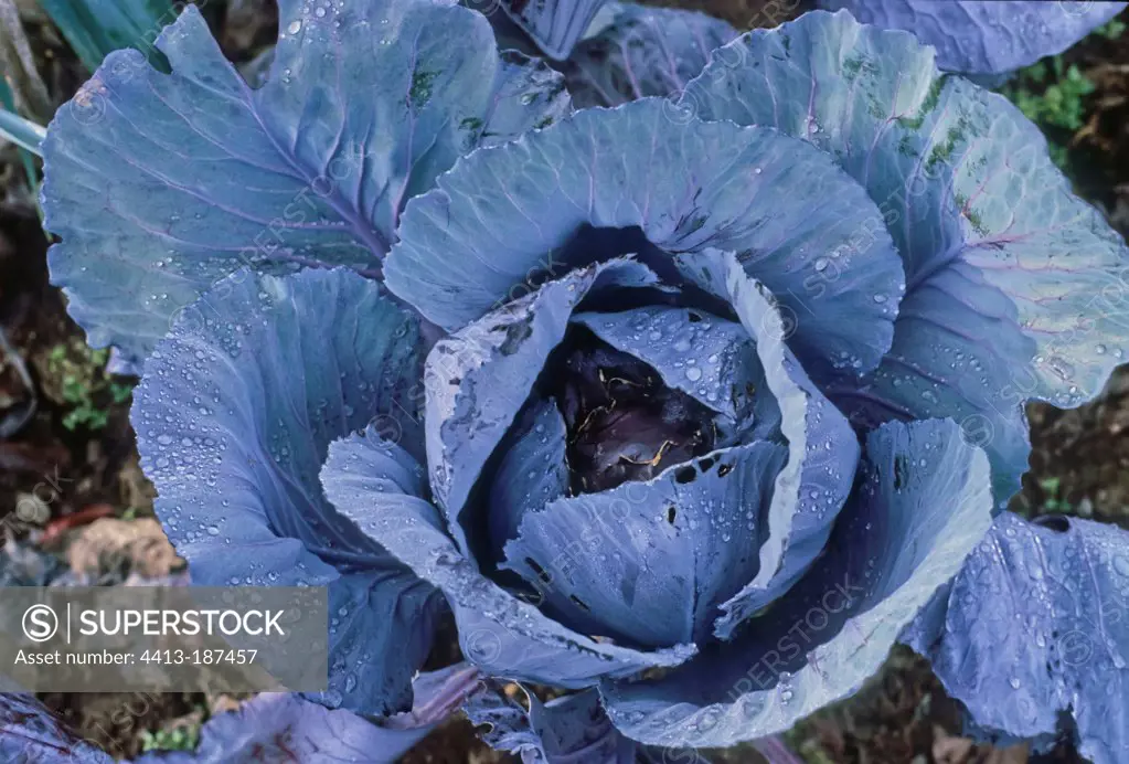 Red cabbage in a vegetable garden Alps France