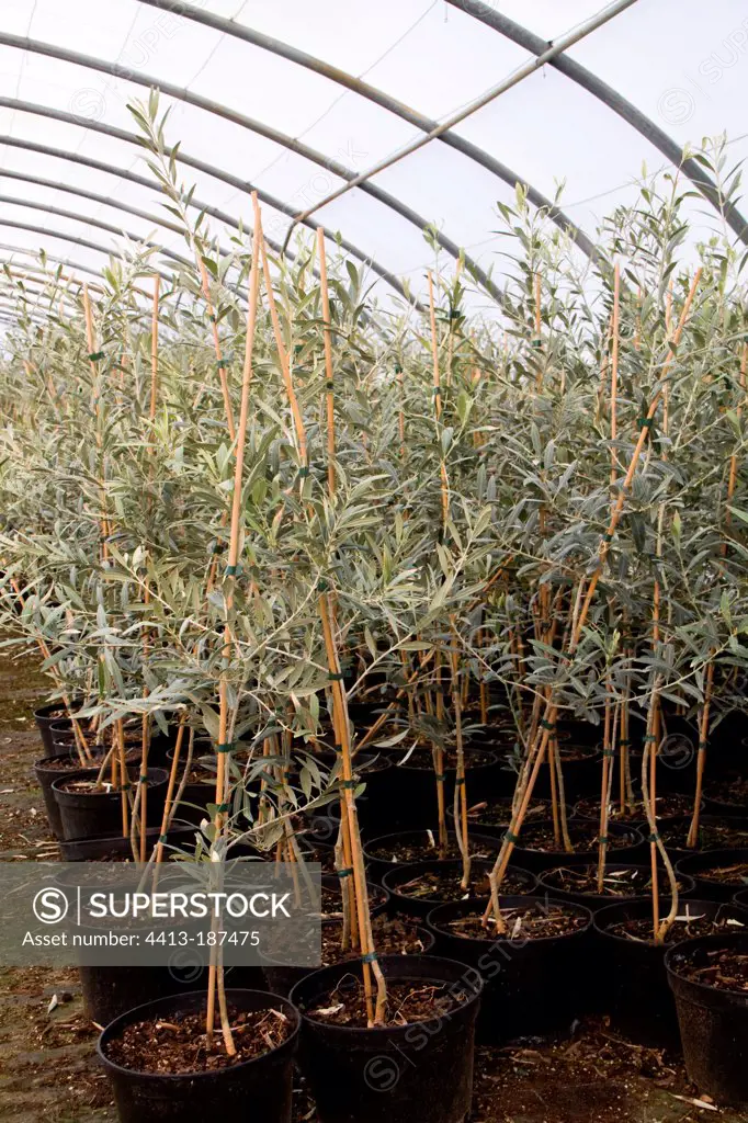 Young olive trees under a greenhouse in a nursery