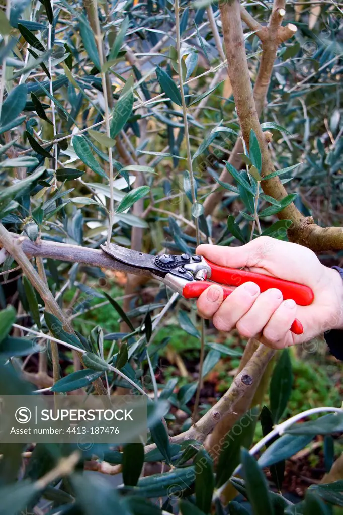 Prunning of an olive tree in a garden