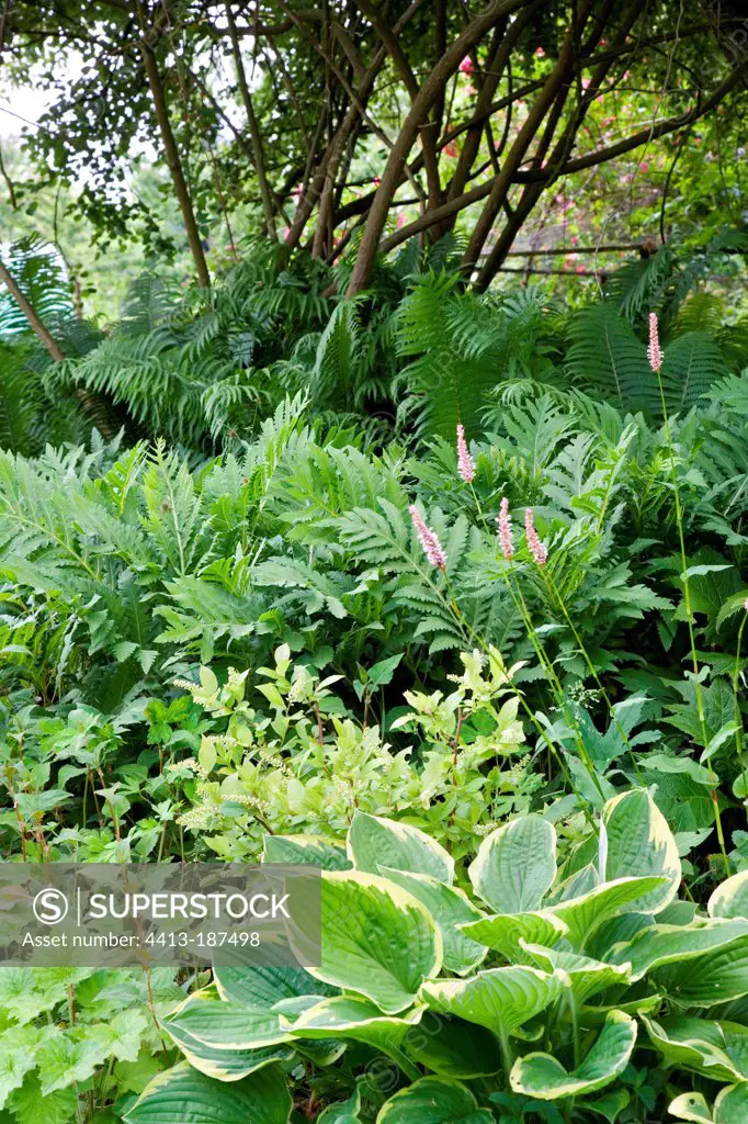 Hosta and ferns in a garden