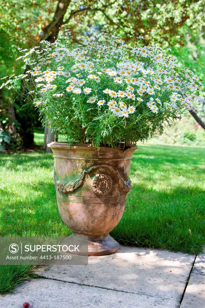 Daisies in a sandstone pot in a garden