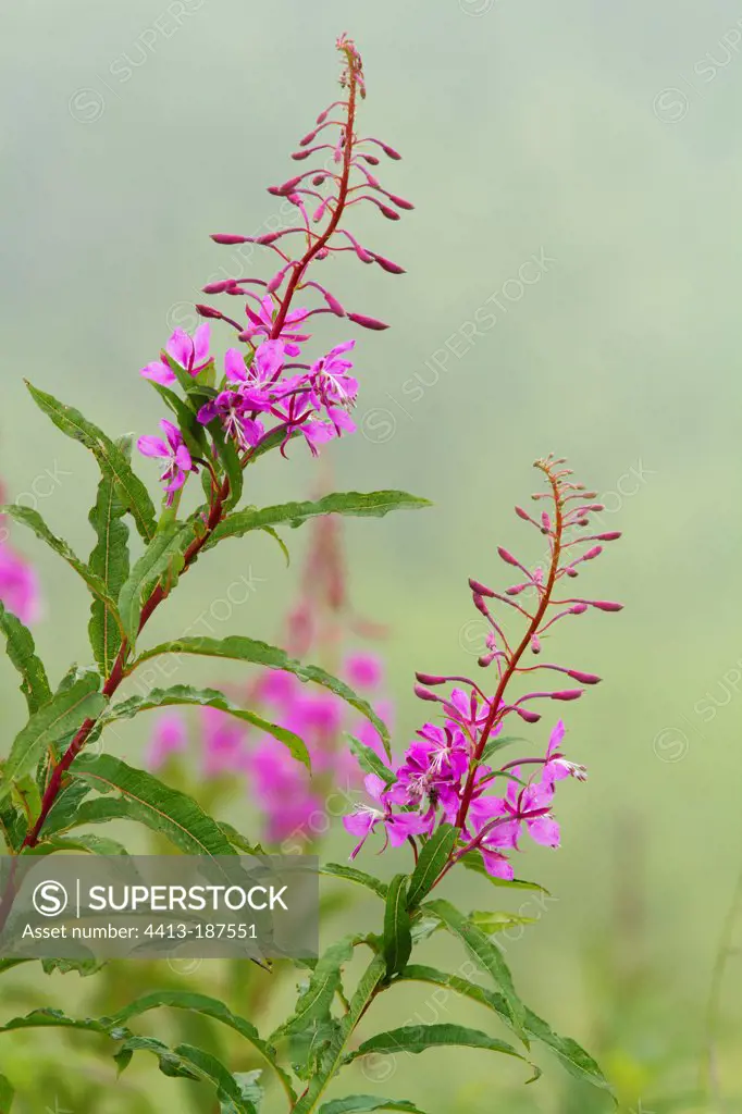 Fireweed flower Gaspesie national parkCanada