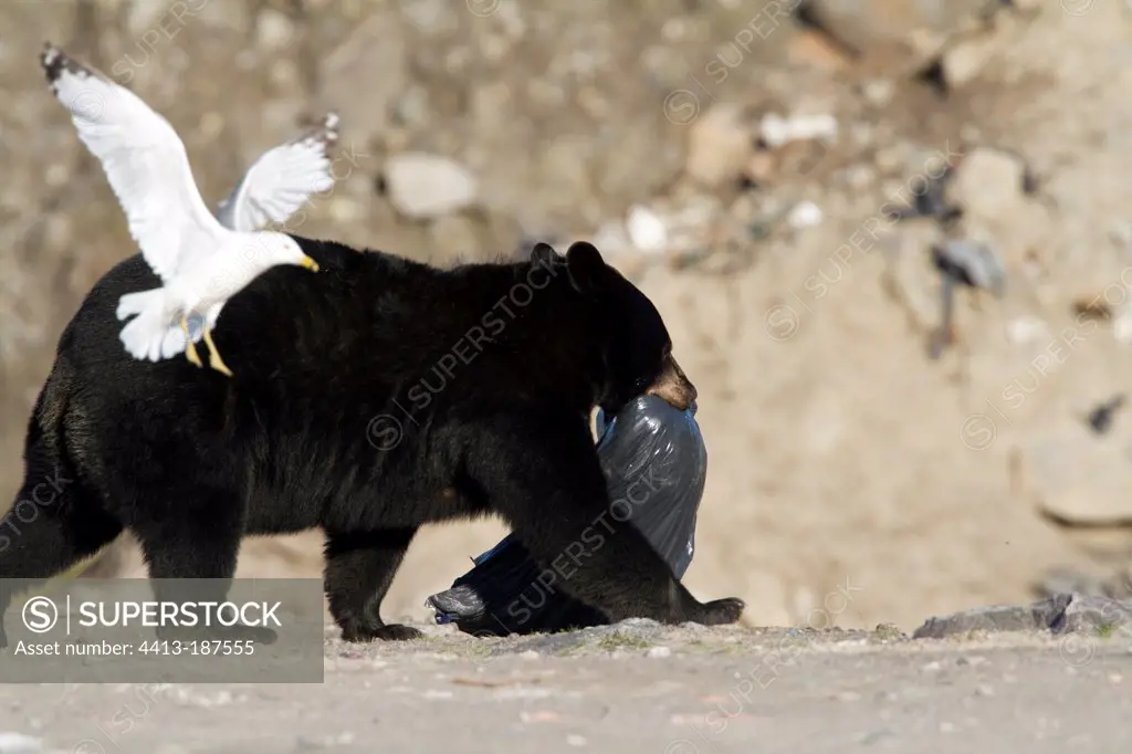 Black bear feeding at a summer dump Churchill Falls Canada